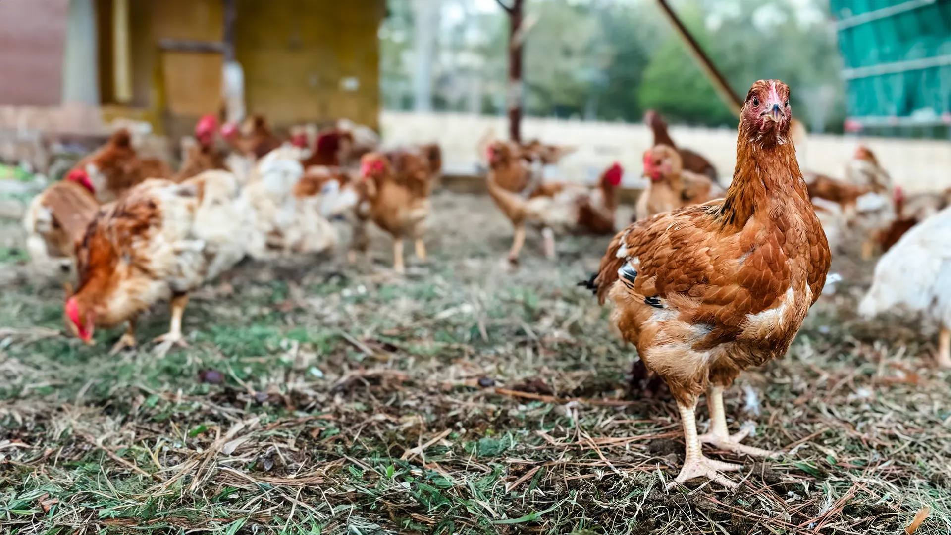 Meat pastured Chickens