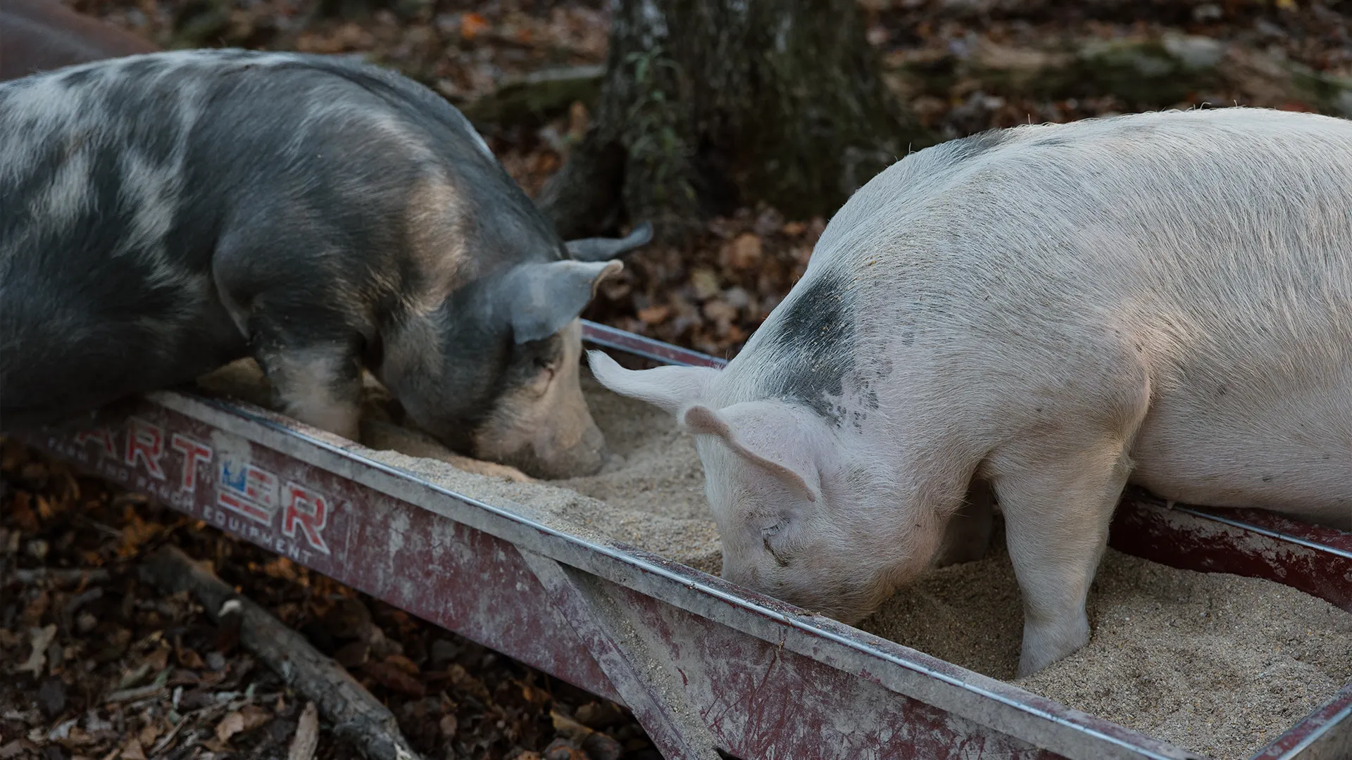 Heritage Pork - Sweet Magnolia Farms