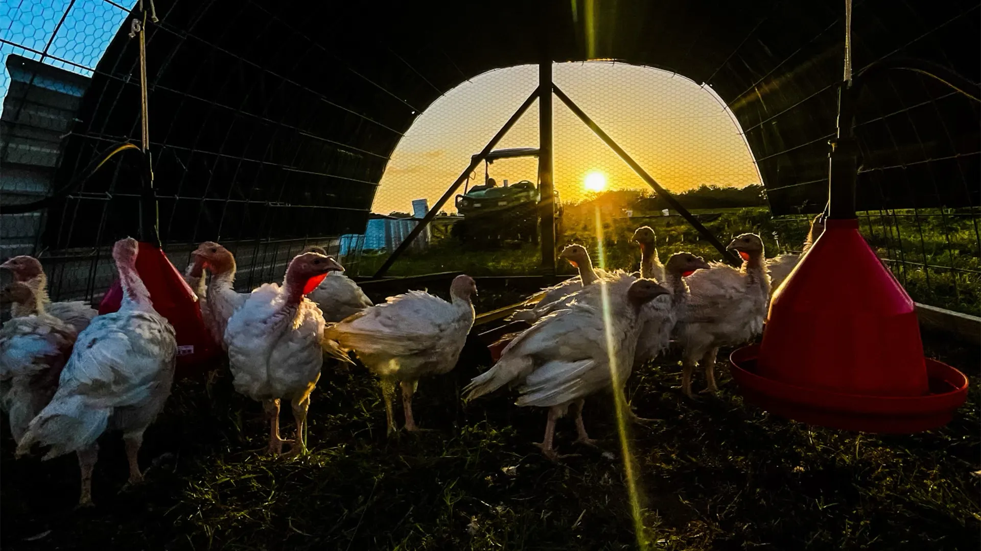 Turkey Herd